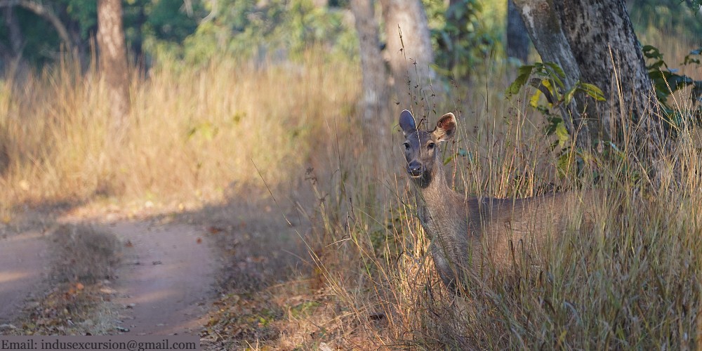 Bori Wildlife Sanctuary